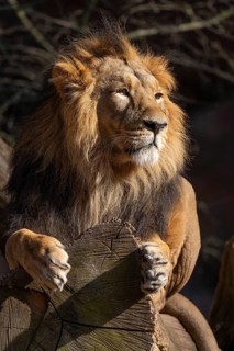 Asiatic Lion (Panthera leo persica), male lying on a tree trunk and looking attentively, occurring
