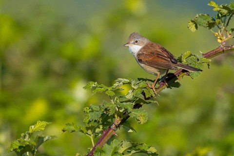 Common whitethroat (Sylvia communis), Fauvette grisette, Curruca Zarcera, Songbird, Shrub Wren,