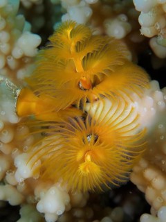 Christmas tree worm (Spirobranchus giganteus)