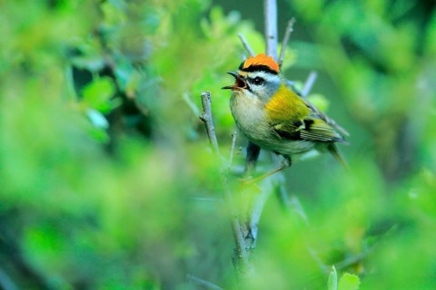 Common Firecrest (Regulus ignicapilla) male singing, Andalusia, Spain