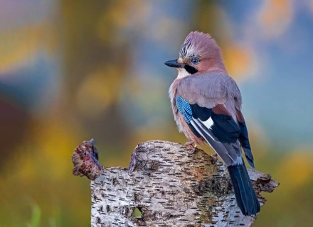Eurasian Jay (Garrulus glandarius) perched on a tree stump, Saxony-Anhalt, Germany