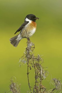 European Stonechat (Saxicola rubicola) male, Rhineland-Palatinate, Germany