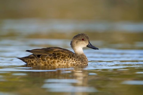 Grey Teal (Anas gracilis), Victoria, Australia