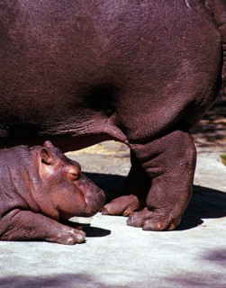Flusspferd Hippopotamus amphibius Baby neben der Mutter im Zoo, unbekannter Ort 1970er Jahre