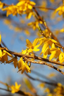 Flowering forsythia (Forsythia), North Rhine-Westphalia, Germany