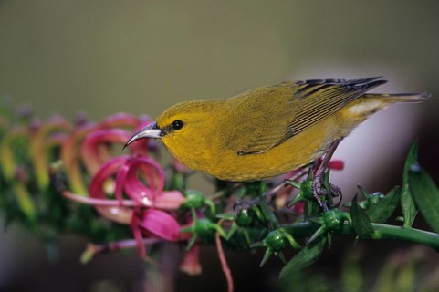 Kauai Amakihi, Hemignathus kauaiensis, Hawaiian Honeycreeper