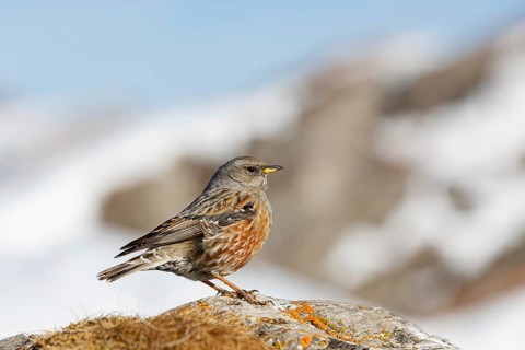 Alpine Accentor (Prunella collaris), Valais, Switzerland
