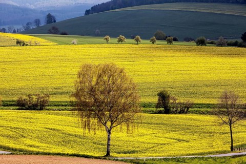 Landscape near Uslar, district of Northeim, Weser Uplands, southern Lower Saxony, Germany