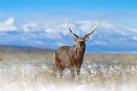 Sika deer, Cervus nippon yesoensis, on the snowy meadow, winter mountains and forest in the