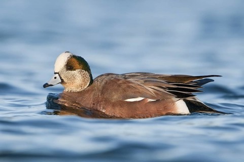 American Wigeon (Mareca americana) male, British Columbia, Canada