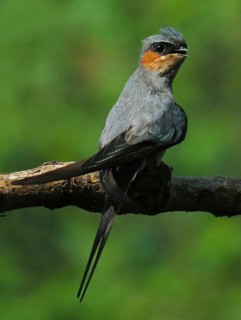 Crested Treeswift (Hemiprocne coronata) male, Maharashtra, India