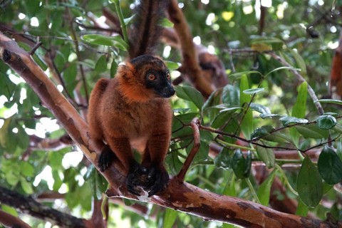 Lemur, Madagascar, Red Vari, Varecia Ruba, National Park, Madagascar