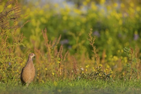 Common Pheasant (Phasianus colchicus) female, Rhineland-Palatinate, Germany