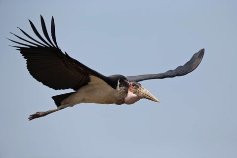 Marabou Stork (Leptoptilos crumenifer) flying, Semuliki National Park, Uganda