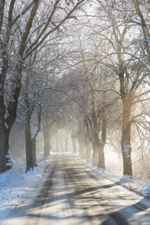 Snow-covered road, wintry avenue with fog and sun near Neukloster, Mecklenburg-Vorpommern, Germany