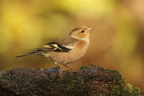 Common Chaffinch (Fringilla coelebs) male, Utrecht, Netherlands