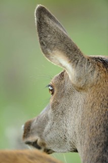 Close-up of a deer, focussing on the ear and the details of the fur in nature, red deer (Cervus