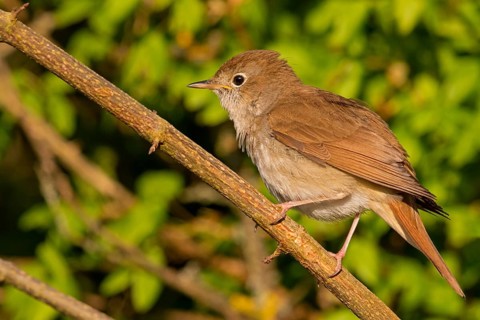 Nightingale, (Luscinia megarhynchos), animals, bird, songbird, family of passerines, classification