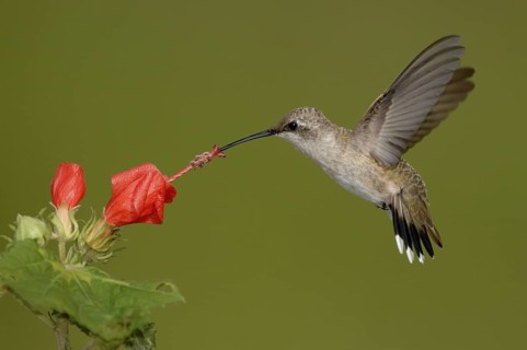Black-chinned Hummingbird (Archilochus alexandri), Texas, USA