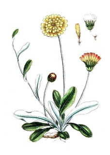 Hieracium pilosella, Mouse-ear hawkweed, digital reproduction of a historical original, between