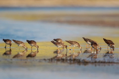Ruff (Calidris pugnax) group foraging, Lesvos, Greece