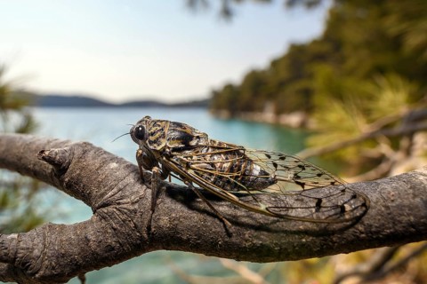 Mannazikade, (Cicada orni), cicada sitting on a branch above the big lake in Mljet National Park,