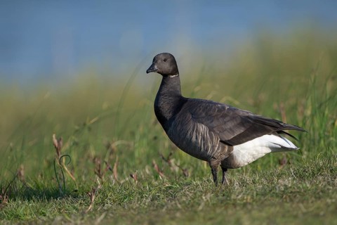 Ringelgans (Branta bernicla bernicla), Brent Goose, Altvogel, April, Insel Texel, Nordsee,