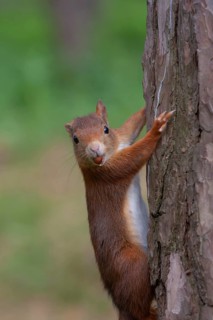 Red squirrel (Sciurus vulgaris) adult animal climbing a tree trunk carrying a nut in its mouth in