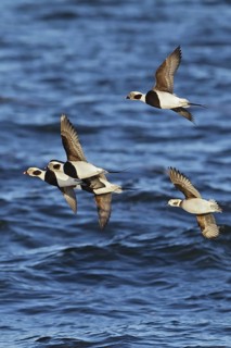 Long-tailed Duck (Clangula hyemalis) flock flying, offshore, Mecklenburg-Western Pomerania, Germany