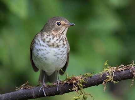 Swainson's Thrush, Catharus ustulatus, perched in Saskatoon, Saskatchewan