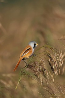 Bearded tit or reedling (Panurus biarmicus) adult male bird on a reed seedhead in a reedbed,