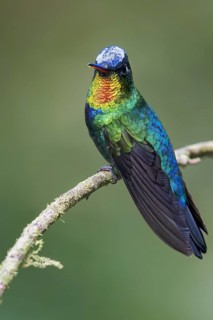 Fiery-throated Hummingbird (Panterpe insignis) perched on a branch in Panama