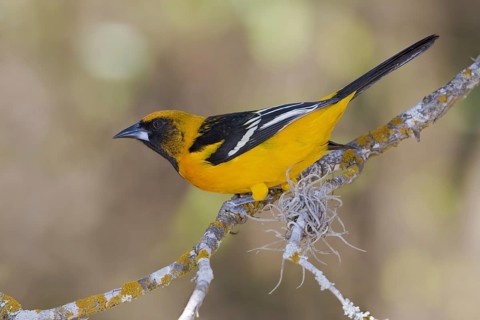 Altamira Oriole (Icterus gularis), Texas, USA