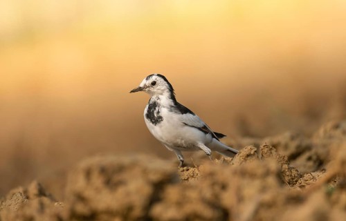 A white wagtail (Motacilla alba) stands on the ground against a blurred background, Sreepur,