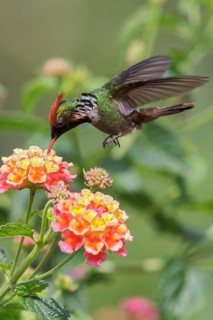 Frilled Coquette (Lophornis magnificus) flying and feeding at a flower in the Atlantic rainforest