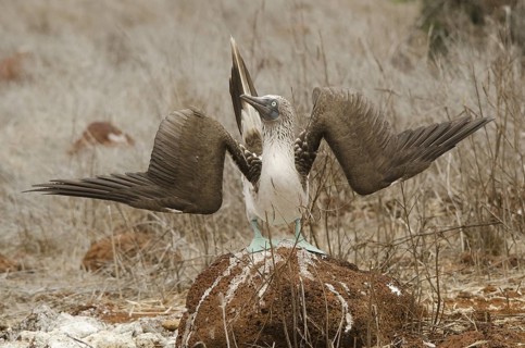 Blue-footed Booby displaying - North Seymour Island, Galapagos