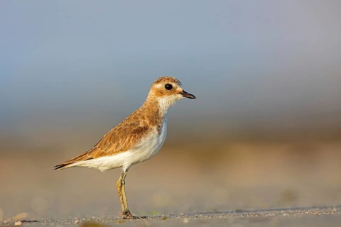 Animals, Birds, Little Ringed Plover, Mongolian Plover, (Charadrius mongolus), Barr Al Hikman,
