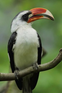 Portrait of decken's hornbill (Tockus deckeni), toko, hornbills, hornbills, hornbills, hornbill,