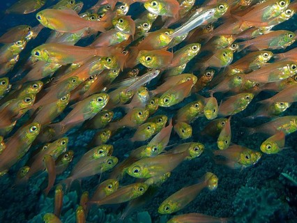 Pigmy sweeper (Parapriacanthus ransonneti)