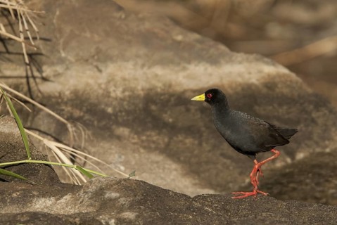 Black Crake (Amaurornis flavirostra), Mpumalanga, South Africa