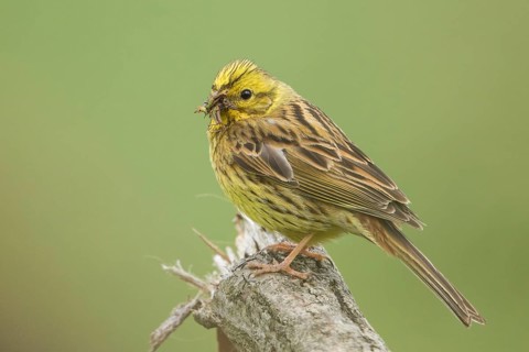 Yellowhammer (Emberiza citrinella) female, Baden-Wuerttemberg, Germany