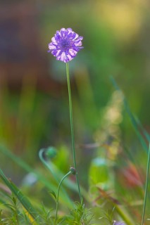 Delicate blossom of a scabiosa in the last evening light