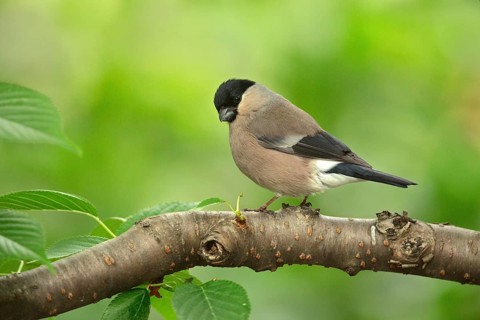 Eurasian Bullfinch (Pyrrhula pyrrhula) female perched on a branch, Ishikawa, Japan