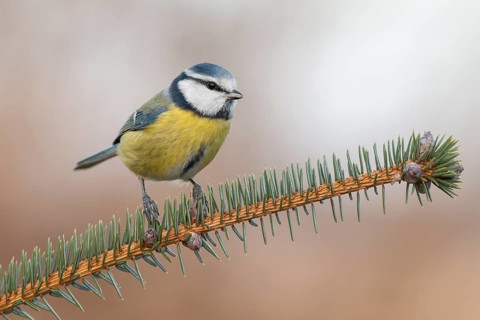 Eurasian Blue Tit (Cyanistes caeruleus), Lower Saxony, Germany