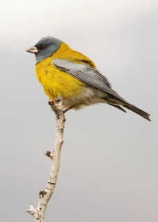 Grey-hooded Sierra Finch (Phrygilus gayi) male perched on a branch, Santiago Metropolitan, Chile
