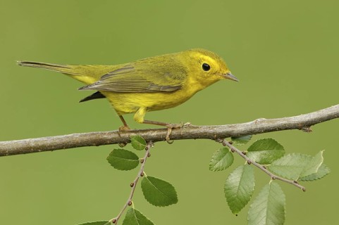 Wilson's Warbler (Cardellina pusilla) female, Texas, USA