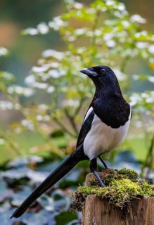 Eurasian Magpie (Pica pica), Bavaria, Germany