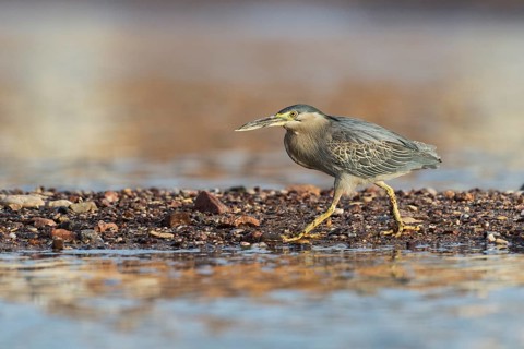 Striated Heron (Butorides striata), Eilat, Israel