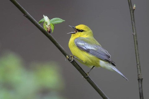 Blue-winged Warbler (Vermivora cyanoptera) singing, West Virginia, USA
