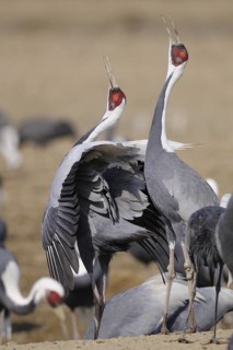 White-naped Crane (Antigone vipio) calling, Arasaki, Japan